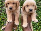Golden Retriever Puppyies