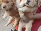Golden Retriever Puppys