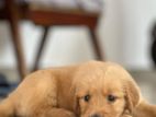 Golden Retriever Puppy