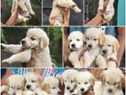 Golden Retriever Puppys