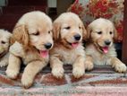 Golden Retriever Puppies