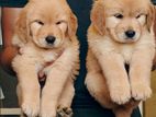 Golden Retriever Puppies
