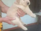 Golden Retriever Puppies