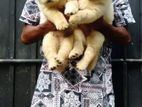 Golden Retriever Puppys