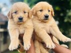 Golden retriever puppys