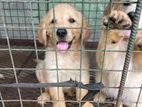 Golden Retriever Puppies