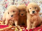 Golden Retriever Puppies