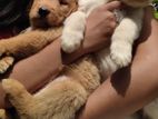 Golden Retriever Puppies