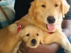 Golden Retriever Puppies