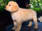 Golden Retriever Puppies