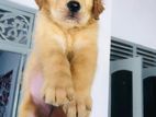 Golden Retriever Puppies