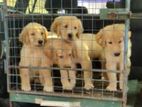 Golden Retriever Puppies