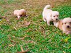 Golden Retriever Puppies