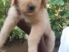 Golden Retriever Puppy