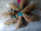 Golden Retriever Puppies