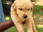 Golden Retriever puppy's විකිණීමට