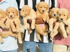 Golden retriever pups for sale
