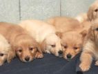 Golden Retriever Puppies