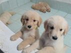 Golden Retriever Puppies
