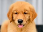 Golden Retriever Puppies