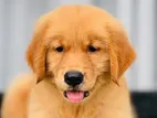 Golden Retriever Puppies