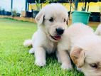 Golden Retriever Puppies