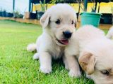 Golden Retriever Puppies
