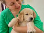 Golden Retriever Puppies