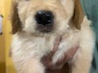 Golden Retriever Puppy