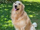 Golden Retriever for Stud