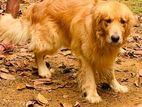 Golden Retriever Crossing