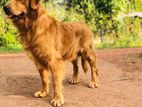 Golden Retrievers Dog for Crossing
