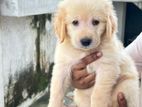 Golden Retrievers Puppies