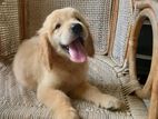 Golden Retrievers Puppies