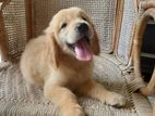 Golden Retrievers Puppies