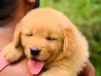 Golden Retriever Puppy