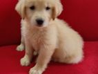 Golden Retriewar Female Puppy