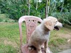 Golden Retriewar Puppy