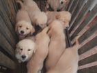 Golden Retriver Dog