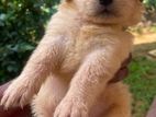 Golden Retriever Male Female Puppy