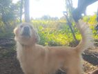 Golden Retriever Female