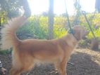 Golden Retriever Female