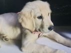 Golden Retriever Female