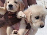 Golden Retriver Puppies