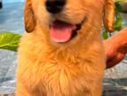 GOLDEN RETRIVER