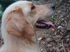 Golden Retriever Puppies