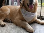 Golden Retriver Female Dog