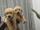 Golden Retriver
