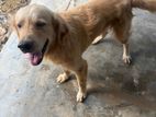 Golden Retriever Dog