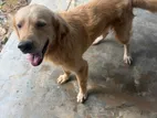 Golden Retriever Dog